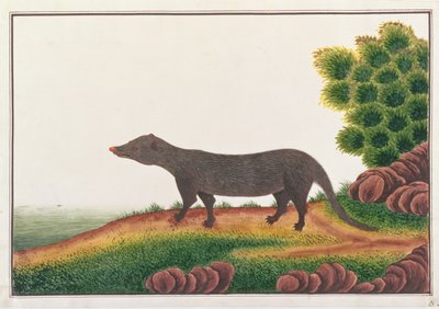 Mangusto, de Desenhos de Animais, Insetos e Répteis de Malaca, c.1805-18 (guache e wc no papel) de Chinese School