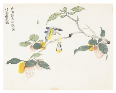 Jardim de Sementes de Mostarda de Chinese School