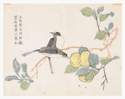 Jardim de Sementes de Mostarda de Chinese School