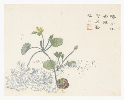 Jardim de Sementes de Mostarda de Chinese School