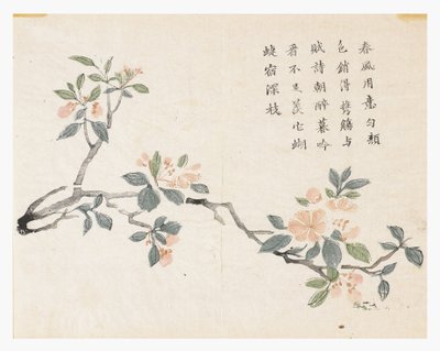 Jardim de Sementes de Mostarda de Chinese School