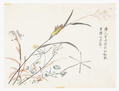 Jardim de Sementes de Mostarda de Chinese School