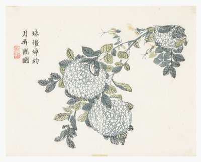 Jardim de Sementes de Mostarda de Chinese School