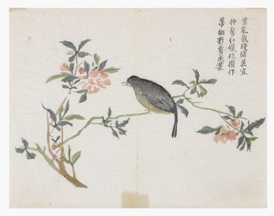 Jardim de Sementes de Mostarda de Chinese School