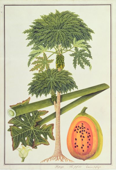 Papaya, Papau ou Caica Papaya, de Desenhos de Plantas de Malaca, c.1805-18 (wc no papel) de Chinese School