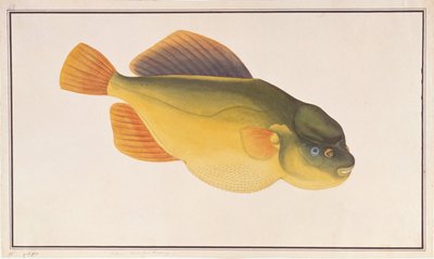 Putterfish, de desenhos de peixes de Malaca, c.1805-18 (wc no papel) de Chinese School