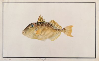 Peixe-porco estrelado, de desenhos de peixes de Malaca, c.1805-18 (wc no papel) de Chinese School