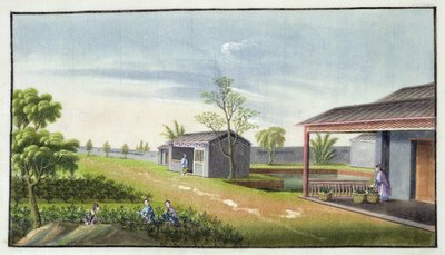 Cuidar de plantas de chá (wc no papel) de Chinese School