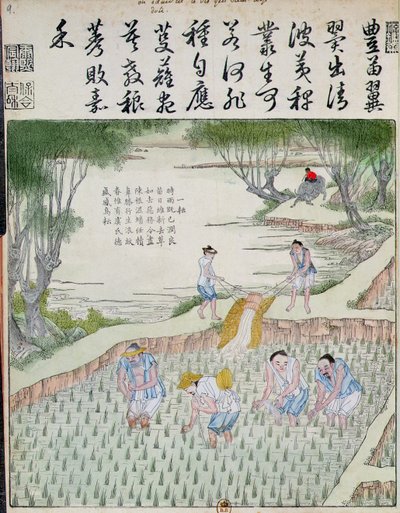 Remoção de ervas daninhas, a cultura do arroz na China (impressão em xilogravura a cores) de Chinese School