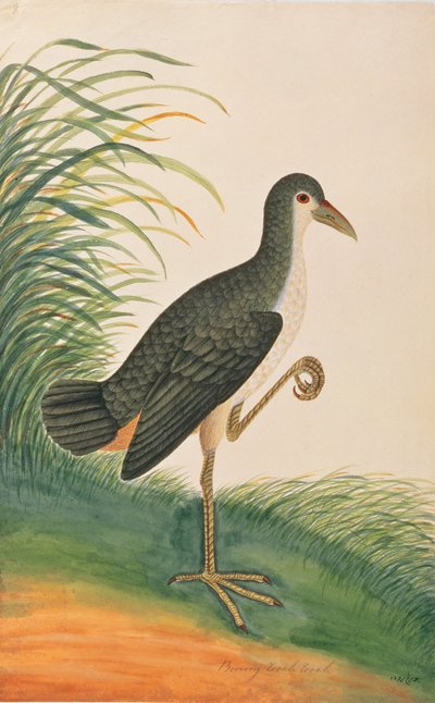 Waterhen de peito branco, de desenhos de pássaros de Malaca, c.1805-18 (wc no papel) de Chinese School