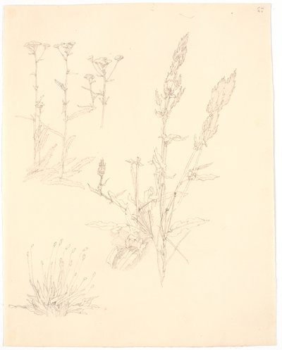 Estudos de plantas de Christen Købke