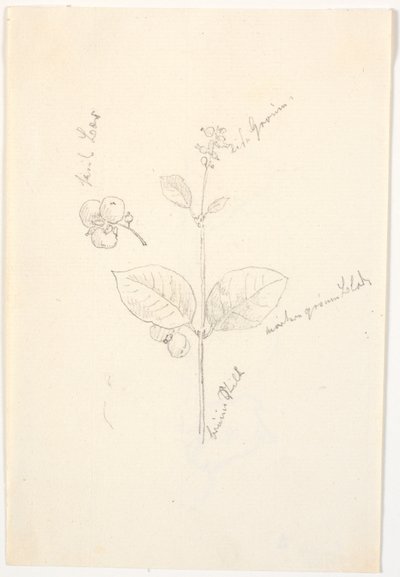 Estudos de plantas com indicações de cores a lápis de Christen Købke
