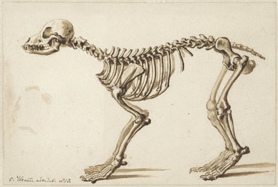 Esqueleto de um cão do lado de Christiaan Kramm