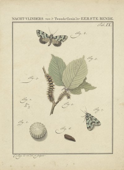 mariposas Mariposas da Segunda Família da Primeira Gangue (título no objeto) de Christiaan Sepp