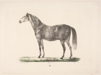 O cavalo D. de Christian David Gebauer