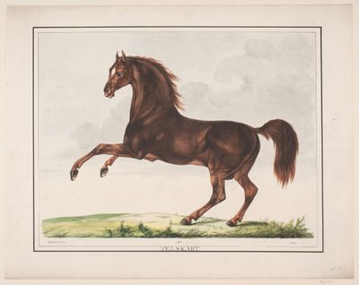O cavalo Bem criado de Christian David Gebauer