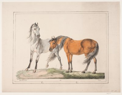 Os cavalos E & G de Christian David Gebauer