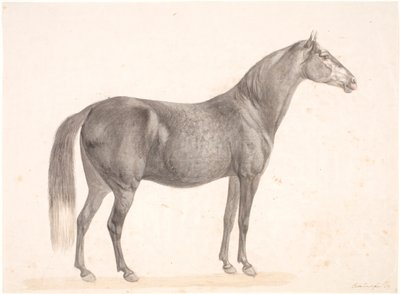 Cavalo preto de Christian David Gebauer