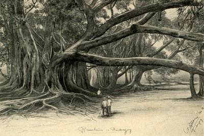 Árvores gigantes em Buitenzorg, Java, 1898. de Christian Wilhelm Allers