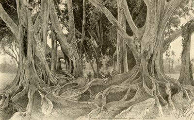 Árvores gigantes nos jardins botânicos, Peradeniya, Kandy, Ceilão, 1898. de Christian Wilhelm Allers