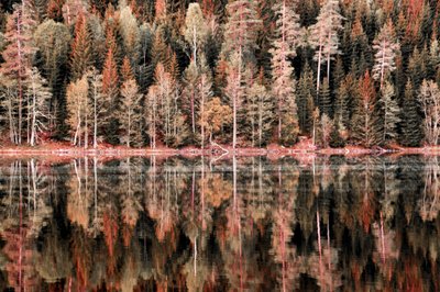 Reflexões da Floresta no Outono de Christina Sillen