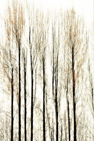 Linhas difusas da floresta de Christina Sillen