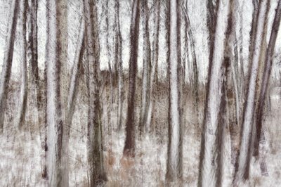 Árvores de inverno desfocadas de Christina Sillen