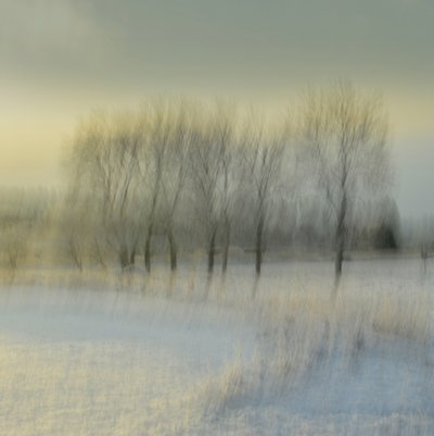 Árvores de inverno desfocadas de Christina Sillen