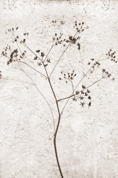 Planta seca delicada de Christina Sillen