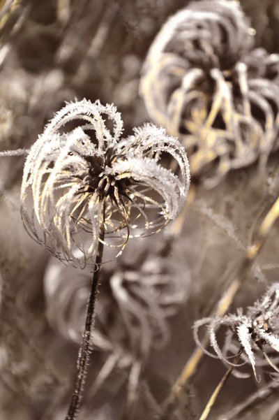 Geada delicada de inverno de Christina Sillen