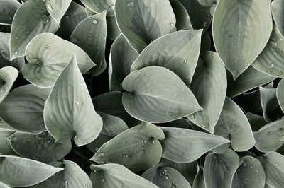 Folhas de hosta cobertas de orvalho de Christina Sillen