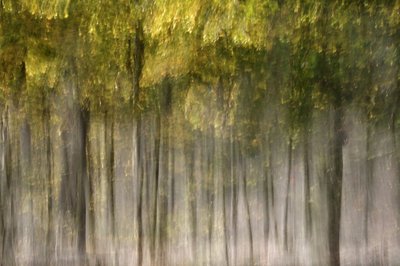 Floresta de Outono de Sonho de Christina Sillen