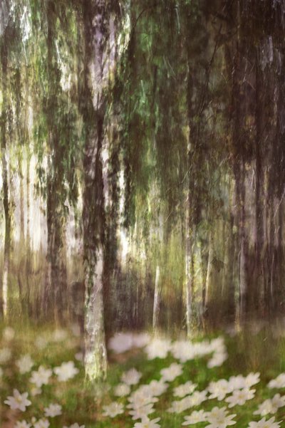 Floresta de bétulas encantadora de Christina Sillen