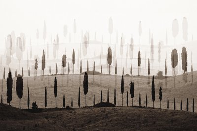 As Encostas de Ciprestes de Sonho de Christina Sillen
