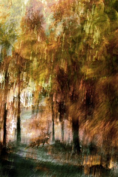 Raposa da Floresta Enchantada de Christina Sillen