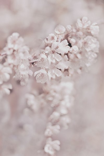 Flores cor-de-rosa de sonho de Christina Sillen