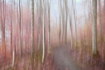 Floresta Rosa de Sonho de Christina Sillen