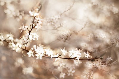 Flores brancas de sonho de Christina Sillen