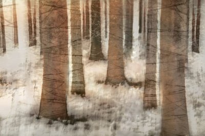 Floresta de Inverno de Sonho de Christina Sillen