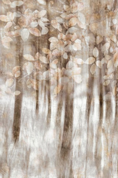 Folhas de um bosque de sonho de Christina Sillen