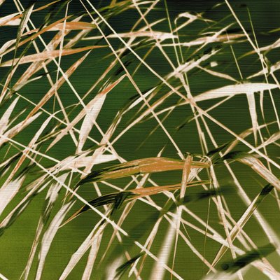 A beleza dinâmica da natureza de Christina Sillen