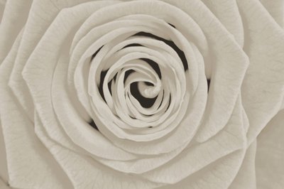 Rosa Branca Elegante de Christina Sillen