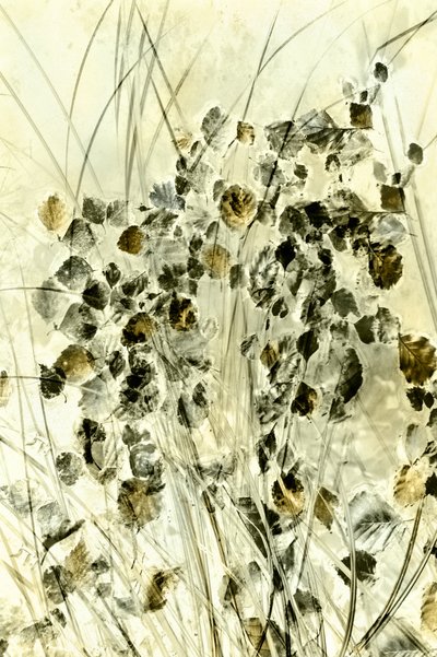 Formas botânicas etéreas de Christina Sillen