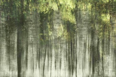 Luz da Floresta Etérea de Christina Sillen