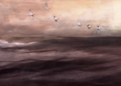 O Voo Etéreo do Cisne de Christina Sillen