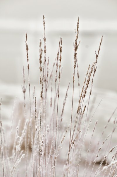 Relva gelada de inverno de Christina Sillen