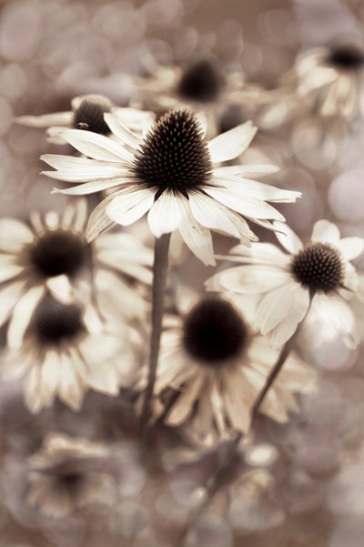 Coneflowers em tons suaves de sépia de Christina Sillen