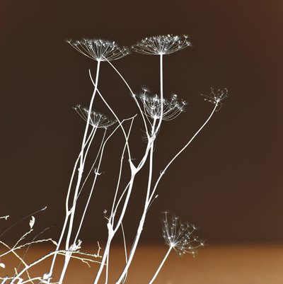 Formas botânicas luminosas de Christina Sillen