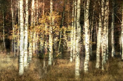 Bosque das Bétulas Douradas de Christina Sillen
