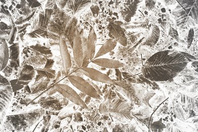 Padrão de folha invertida de Christina Sillen